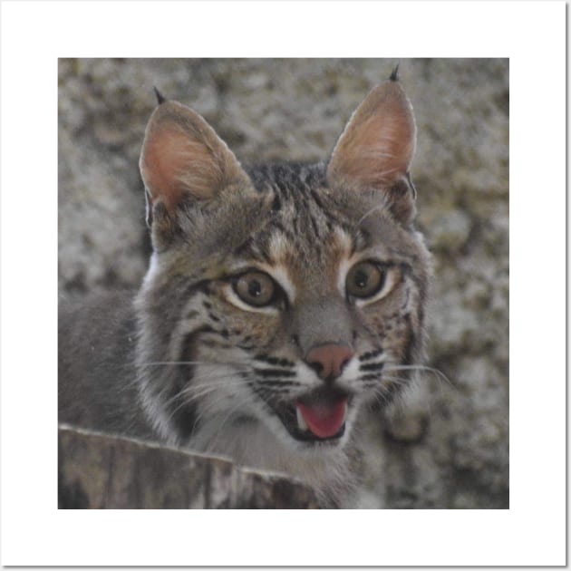 Bobcat Wall Art by Sharonzoolady